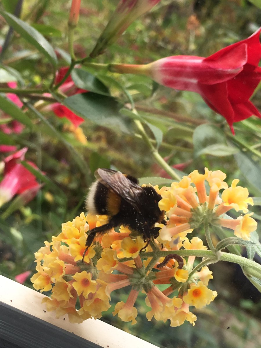 Late season visitor. #bumblebee