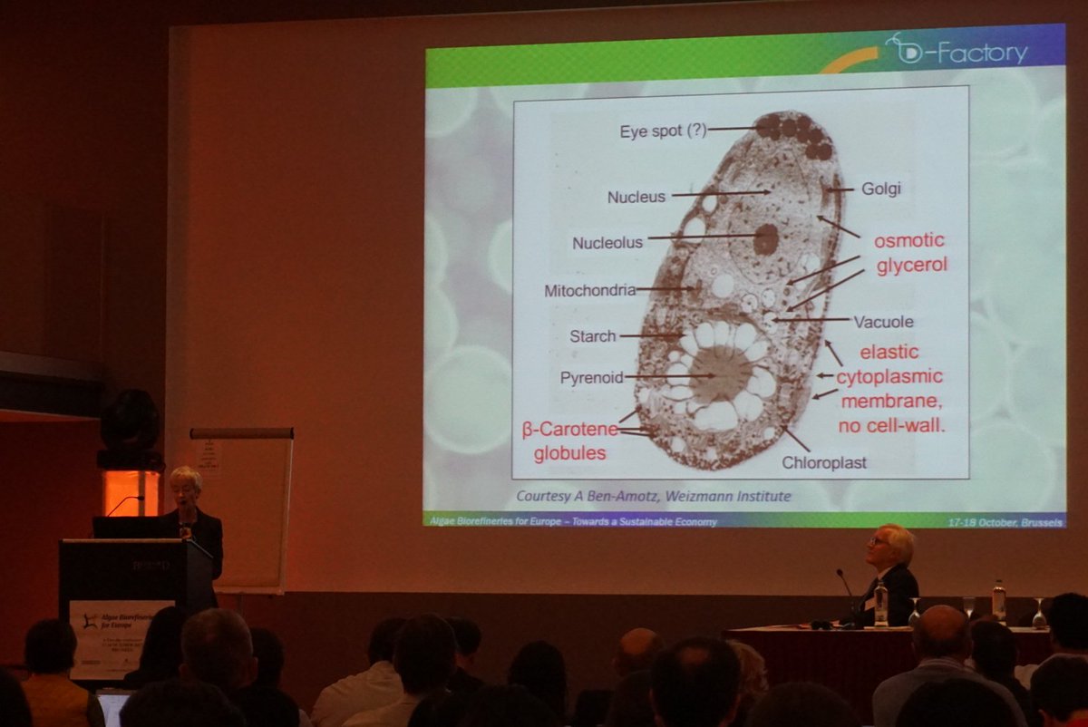 DFactoryFP7's tweet photo. "#Dunaliella is a perfect #biorefinery #algae" Patricia Harvey explaining the story behind the D-Factory https://t.co/R2KbF1XL2R