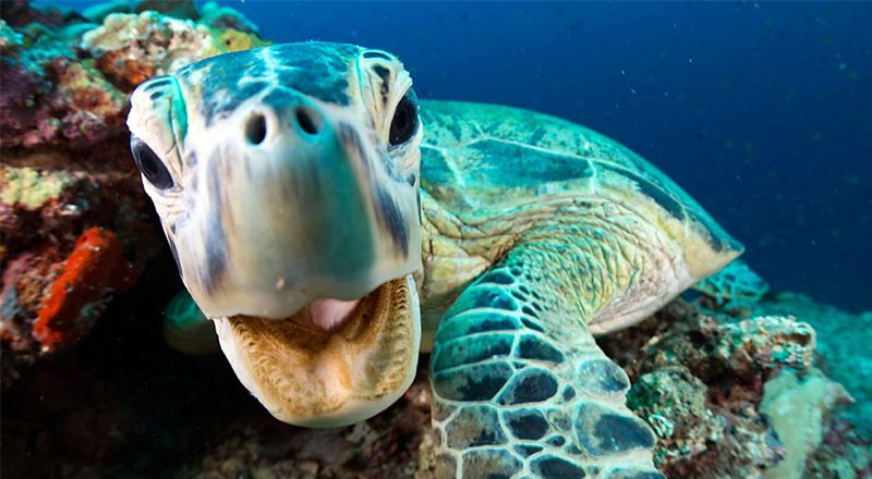 BBC's tweet photo. New photos from #BluePlanet2 have been released and they're o-fish-ally amazing. 🐠 Take a look: https://t.co/CqEoHC4trU https://t.co/YldXQ0WyND