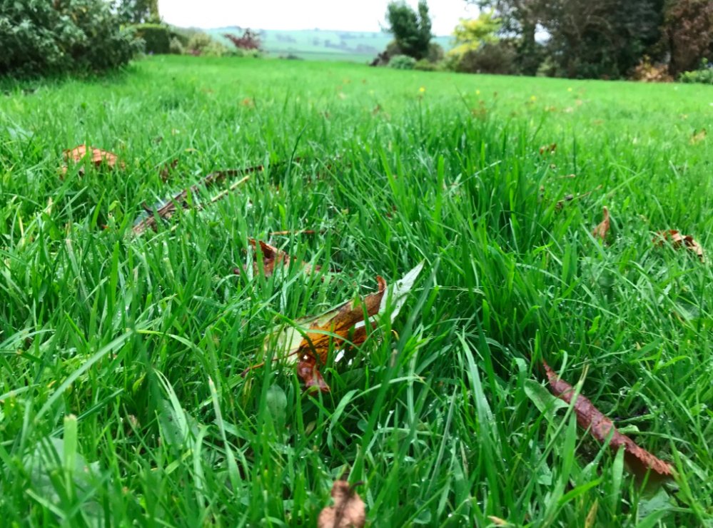 theblackfarmer's tweet photo. Anyone tried a #lawnmower bot? Would it tackle tall grass, lumpy ground, lots of twists and turns? #theblackfarmer #lotsofgrass #robot https://t.co/Le9AlWsxbC