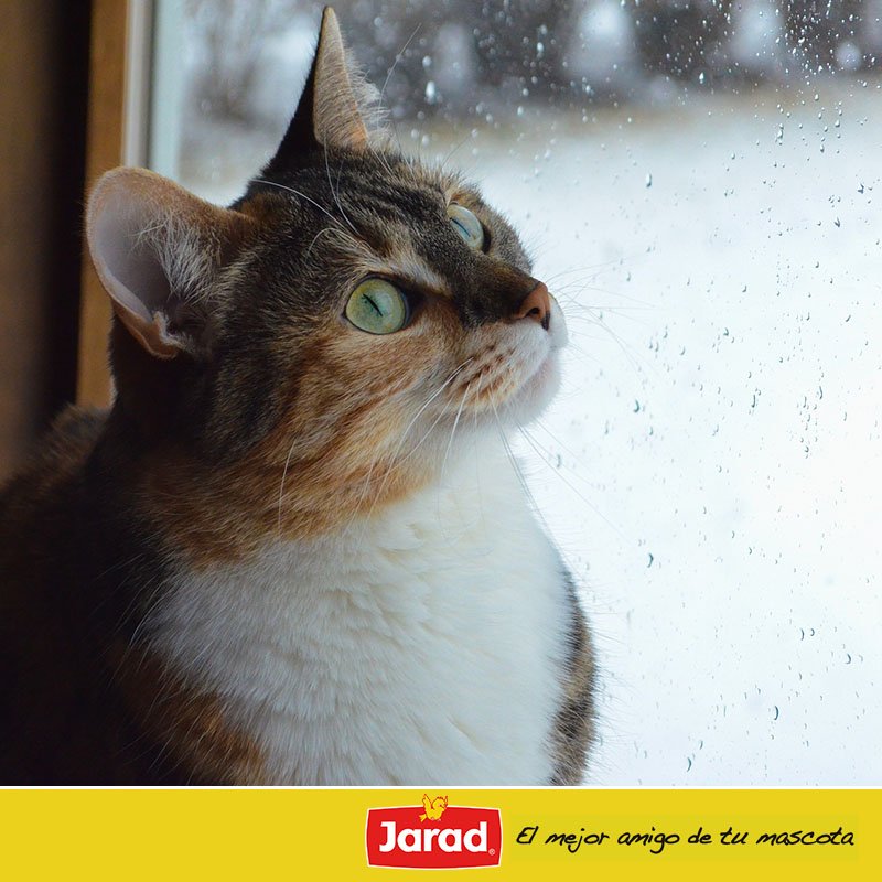 SemillasJARAD's tweet photo. ¡Hoy toca ver la esperada lluvia tras el cristal! ¡Feliz martes, amigos! #Mascotas #Lluvias #Gatos #AnimalesDeCompañía #SemillasJarad 🙂 https://t.co/869K7kAZQk