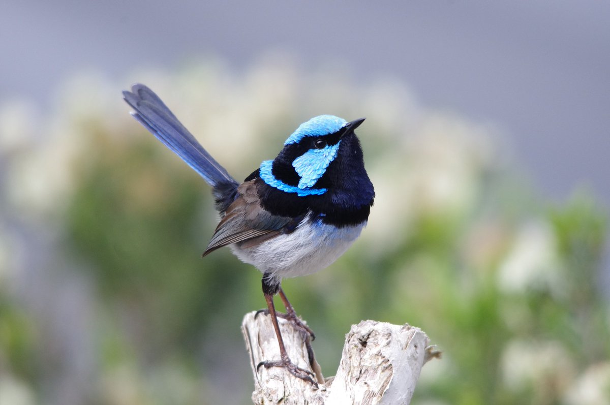 CavalloDelMare's tweet photo. What I love about Superb Fairy-wrens is how diverse their feathers are in shape &amp; form. So many functions! So pretty! #wildoz #birding #wren https://t.co/31mu8VJiRS