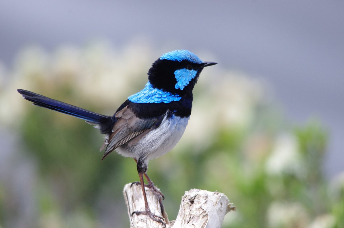 CavalloDelMare's tweet photo. What I love about Superb Fairy-wrens is how diverse their feathers are in shape &amp; form. So many functions! So pretty! #wildoz #birding #wren https://t.co/31mu8VJiRS