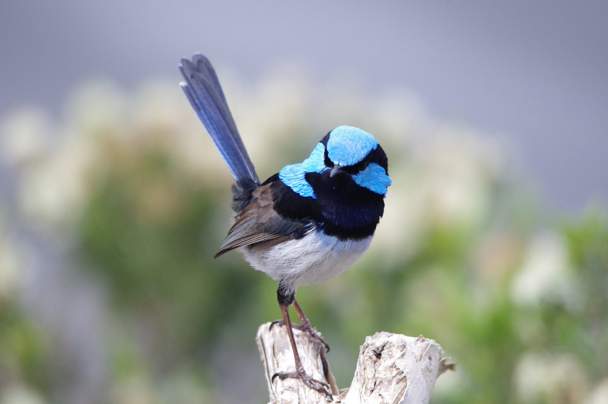 CavalloDelMare's tweet photo. What I love about Superb Fairy-wrens is how diverse their feathers are in shape &amp; form. So many functions! So pretty! #wildoz #birding #wren https://t.co/31mu8VJiRS