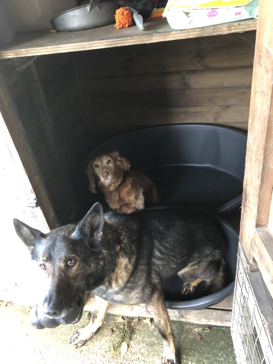 DerbysDogPolice's tweet image. New dog beds for PD’s Carrie and Sandi. Now just need to get the right dog in the right bed. Think Sandi’s got the best deal. #NotDaft