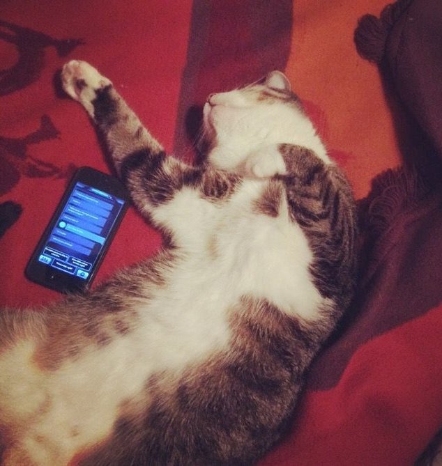 thewoodsgame's tweet photo. How are you #playing Sender Unknown?
#senderunknown #game #gamedev #newapp #gaming #cats https://t.co/zQTu0RXUZ1