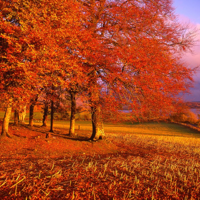 TrueHighlands's tweet photo. A colourful autumn scene on the shores of Loch Etive. Just makes us smile. :-) https://t.co/X31PYdcqvZ