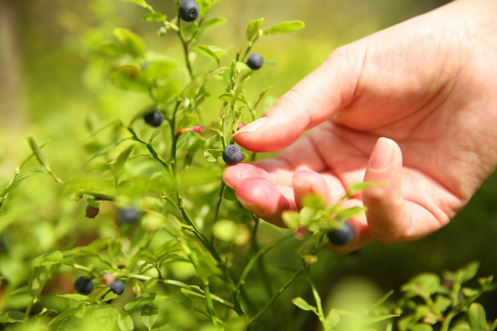 駐日フィンランド大使館 最近フィンランドのベリーが日本で人気 雪印メグミルクからは9月にフィンランドのまるやらはか Marjarahka をヒントに作ったチーズスイーツが そして今日 キリンの 旅する氷結 からノルディックスタイルのフォレストベリーが