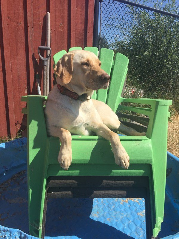 CampCookstown's tweet photo. "If You're Looking For Me, I'll Just Be Sitting Here Enjoying The Sun"
#CampCookstown
#DogCampCanada
#dogLovers https://t.co/N7oxFAYpCr
