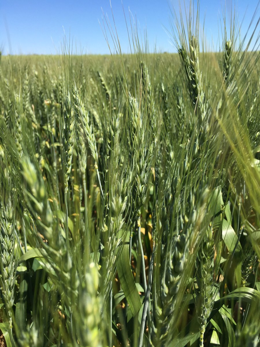 grassrootsag's tweet image. Lancer wheat on 165mm (6.5") rows, impressive on 175mm GSR, crop now filling well. #cropcomp #yieldWUE @MJKohlhagen @braesidek