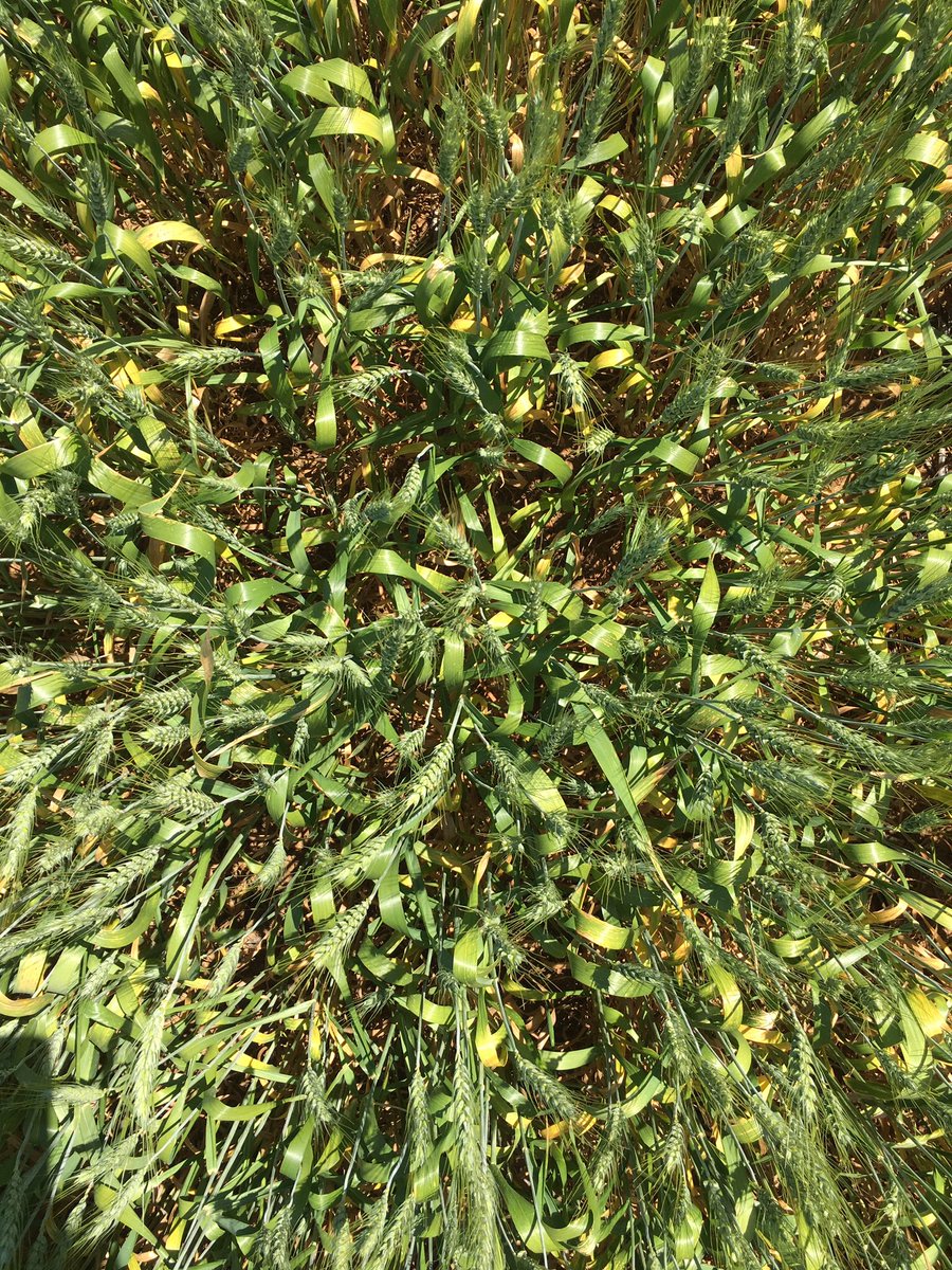 grassrootsag's tweet image. Lancer wheat on 165mm (6.5") rows, impressive on 175mm GSR, crop now filling well. #cropcomp #yieldWUE @MJKohlhagen @braesidek
