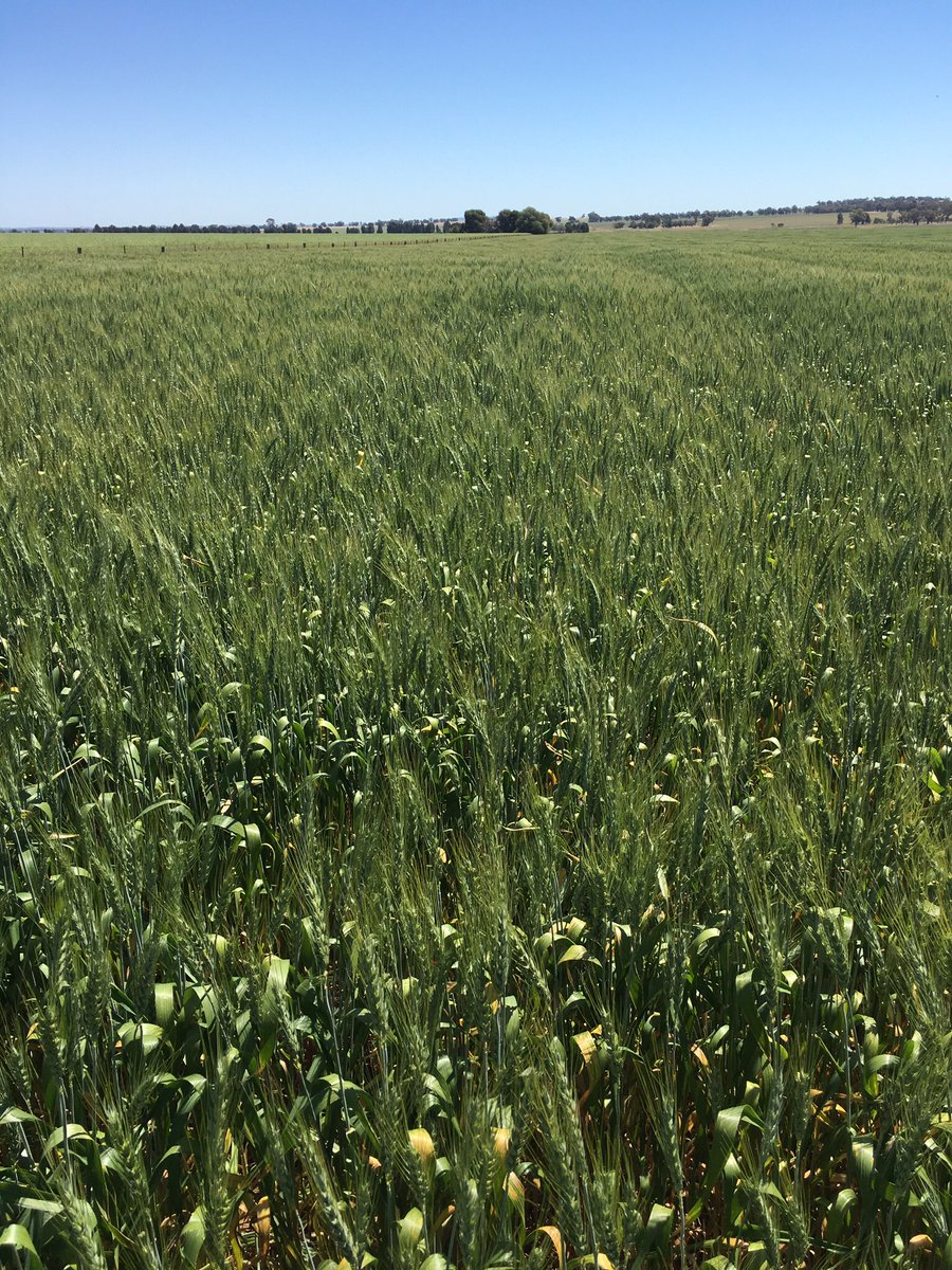 grassrootsag's tweet image. Lancer wheat on 165mm (6.5") rows, impressive on 175mm GSR, crop now filling well. #cropcomp #yieldWUE @MJKohlhagen @braesidek