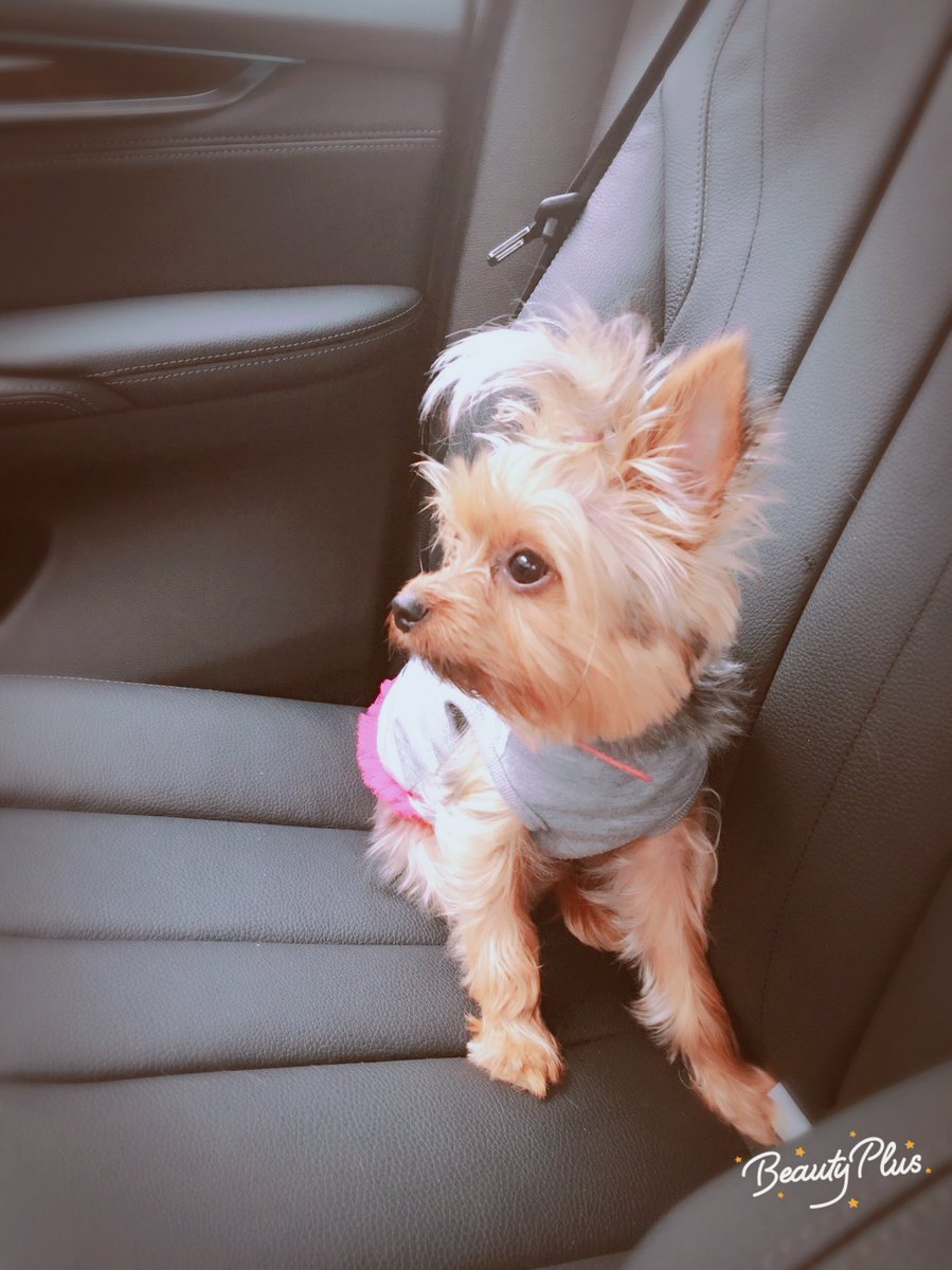 mistypawscents's tweet photo. Don't u want ur BABIES to SMELL as good as they 
LOOK!! @mistypawscents #petsweekly #doggystlye #essentialoils #puppies #DogLover #pets #dog https://t.co/LvTqaBRn8e