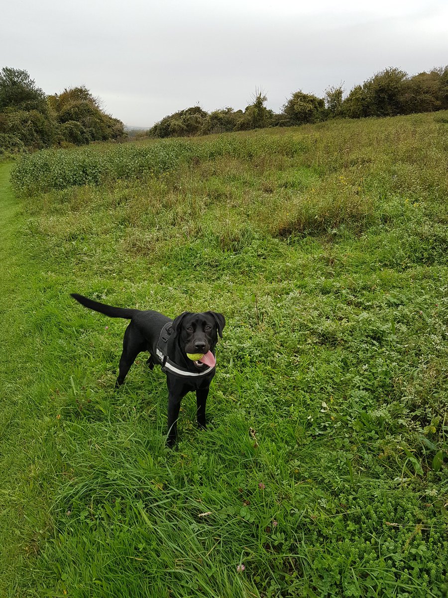 BlazeTheLab1's tweet photo. #Blacklab #morningwalk https://t.co/Xg5qs1RLOH