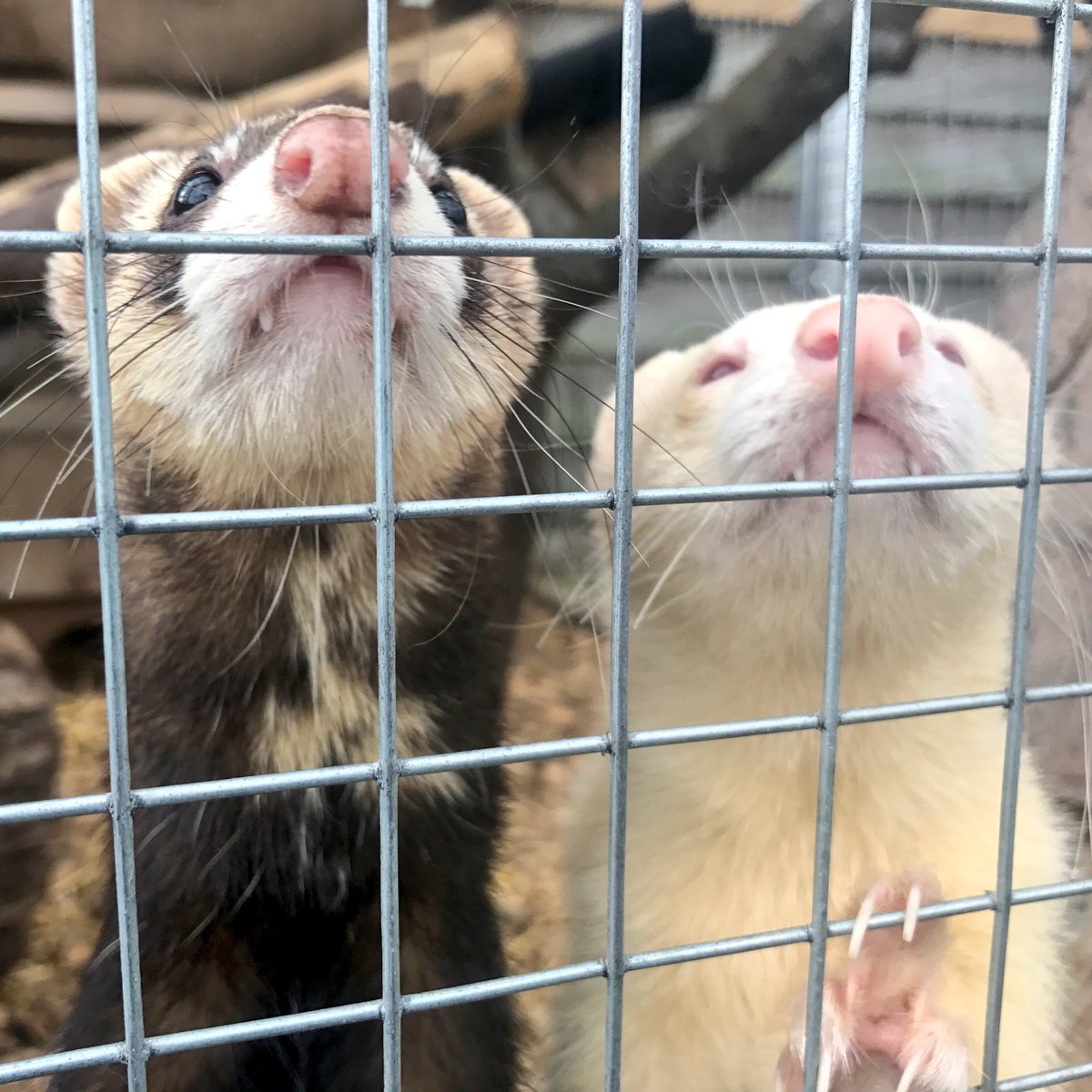 ThameTV's tweet photo. Great fun working with Children AND Animals at @greendragoneco 

Hoping for good flying weather this week 🤞🏻

#aerialvideo #crowdfunding https://t.co/lxDINBWRwc