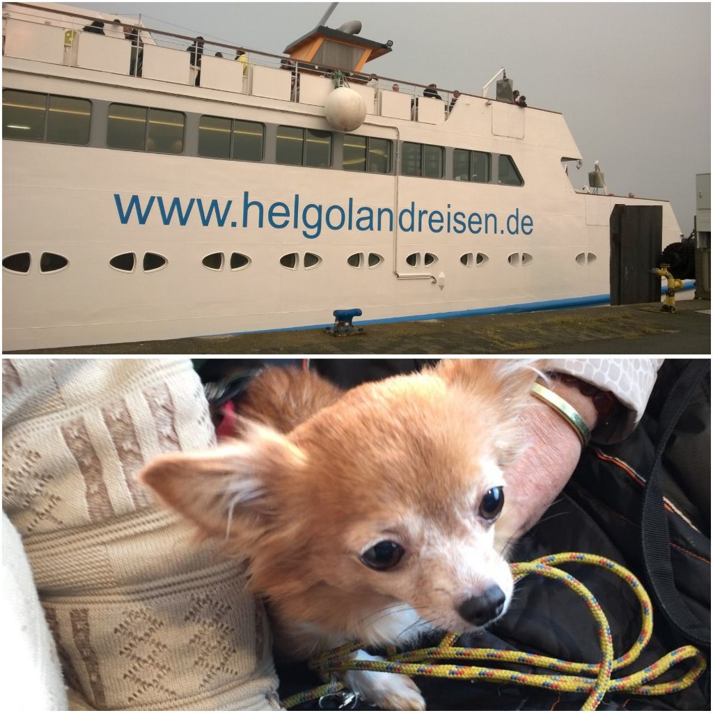 _PetsTV_'s tweet photo. PetsTV auf stürmiger Fahrt nach #Helgoland 🚢 #Seehund 😉 an Bord! #Hunde #CassenEils #MSHelgoland https://t.co/yES6mVrrre