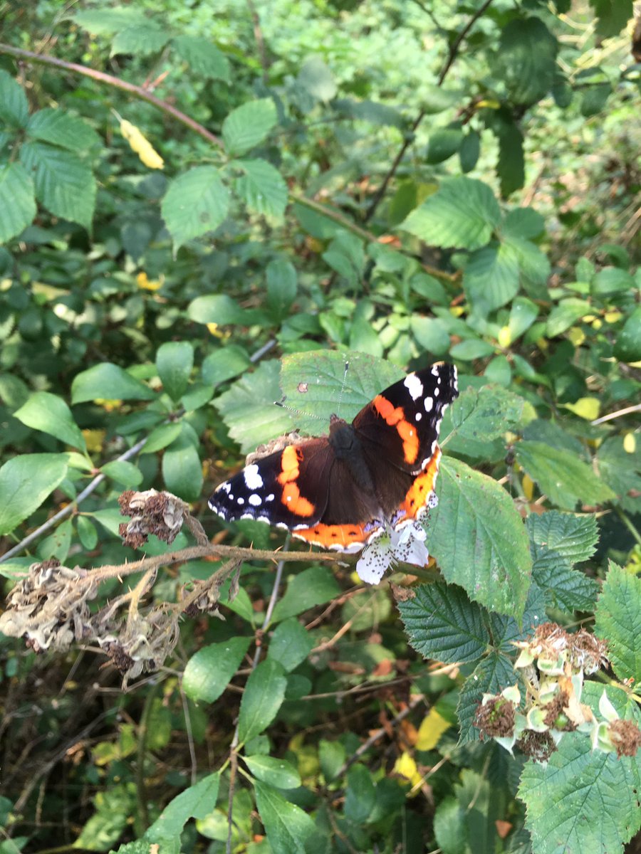 Muddyb00t5's tweet photo. Such delicate, gentle, beauty. An autumnal butterfly provides a mood lifting tonic #butterfly #ToFindALittlePeace #365DaysWild #getoutside https://t.co/Nc59e3xuzZ