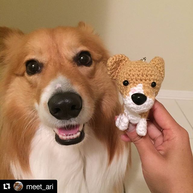 chikaishop's tweet photo. https://t.co/SmgJFHC3a6 In love with this "dogstimonial" 😁😍#Repost @meet_ari (@get_repost) ・・・ Mini me #crochet #meetari #corgi Check out https://t.co/MTymQLP6mT