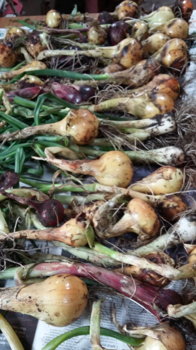 Asslossgarden2's tweet photo. @Asslossgarden2 is   coming  to #Kilmarnock  farmers   market this Saturday  21st  with  varieties of  grown produce  htcu  @SlowFoodWScot https://t.co/YeYJqmZmpb