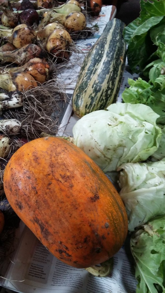 Asslossgarden2's tweet photo. @Asslossgarden2 is   coming  to #Kilmarnock  farmers   market this Saturday  21st  with  varieties of  grown produce  htcu  @SlowFoodWScot https://t.co/YeYJqmZmpb