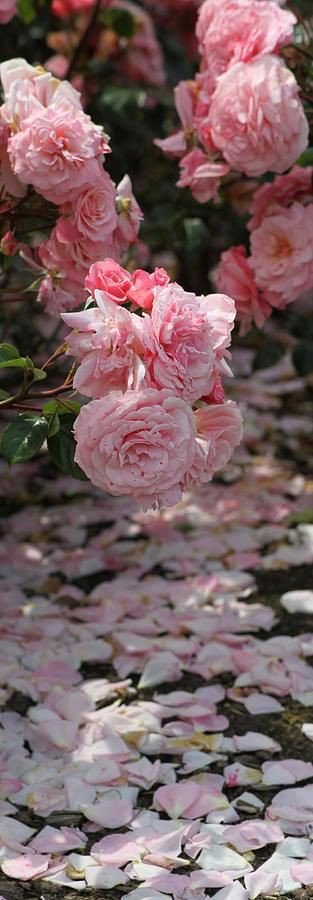 LaurenVictorita's tweet photo. @227eada8efa54eb @botagain @ThShaher @Mted21 @M4_VED @seaweed115B @dilruba_lees @DilrubaLees @6MARZO2014 @CharsWings @DeFaukatrua @thykenan @Jilliemary @adityasingh7865 @carlos01101966 @Shu_la75 @HumbleIndian @AdryMMP @aliciagarciaga6 @TejaswiniVenn @nabilhasan48 @Ahmad_Haif @kcef79 @GQ45 @zuk60 @SimpleGain @draltafulhassan @KVajpayaee @KiddleJoyce @ERNESTZorro @Chandra70852095 @GualuCL @sahajyoti3 @SarahiAlly @ZagoZago3 @jbboats @kwang5andy @anvy2446 @fevziates3 @prentzel @SSscoop475 ๐๐ธ๐
#TFBID #Socialfave #SocialMedia #Socialjukebox #HeroicSocial #SocialGood #TuitUtil #TweepsMap #Pictweet #Vitweet #Retweet #VIPFollow๐ธ๐๐ธ https://t.co/vY2djJk63B