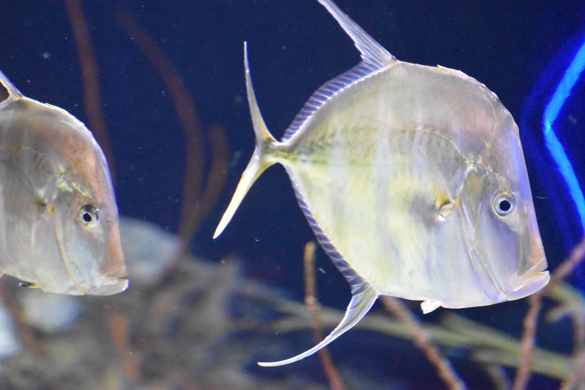 laurawolfartist's tweet photo. #nationalaquarium in #Baltimore #fish #sealife #nature #lookdowns https://t.co/3zzU1TnvYp