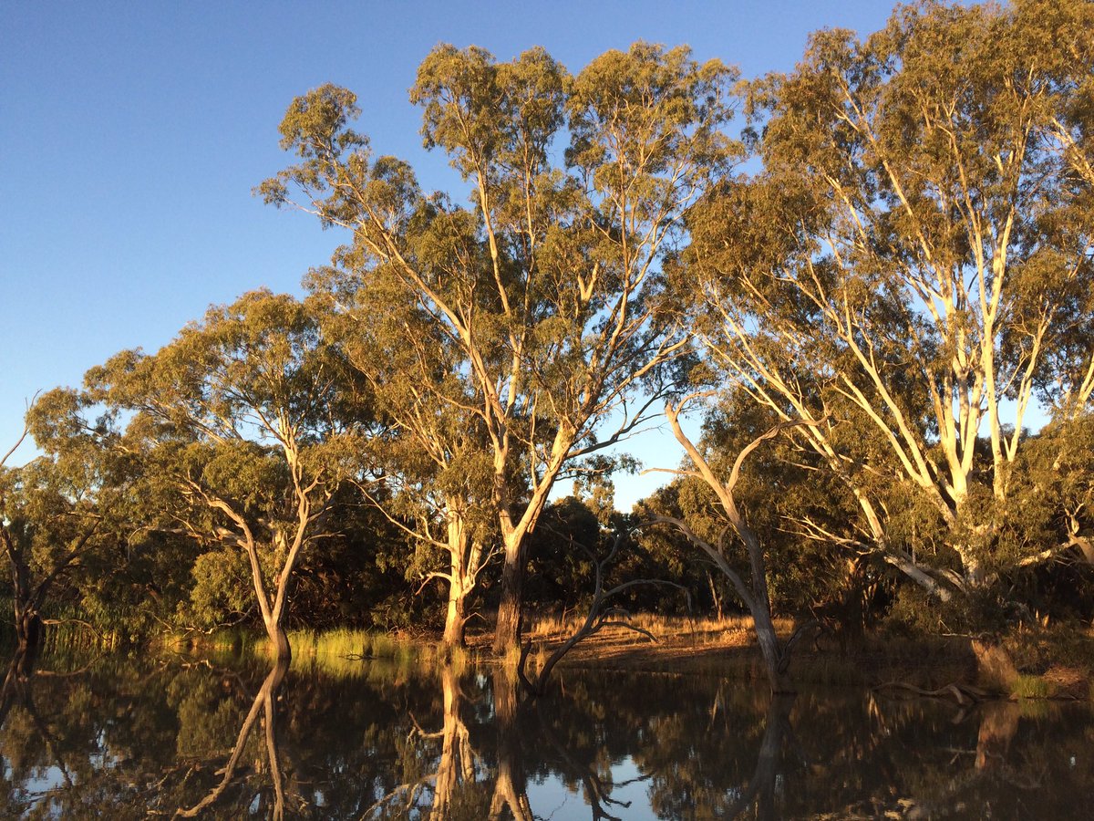 pedionomus's tweet photo. A quiet spot by the Billabong Creek to have dinner! #Conargo #NSWRiverina https://t.co/EtqXFgfA2A
