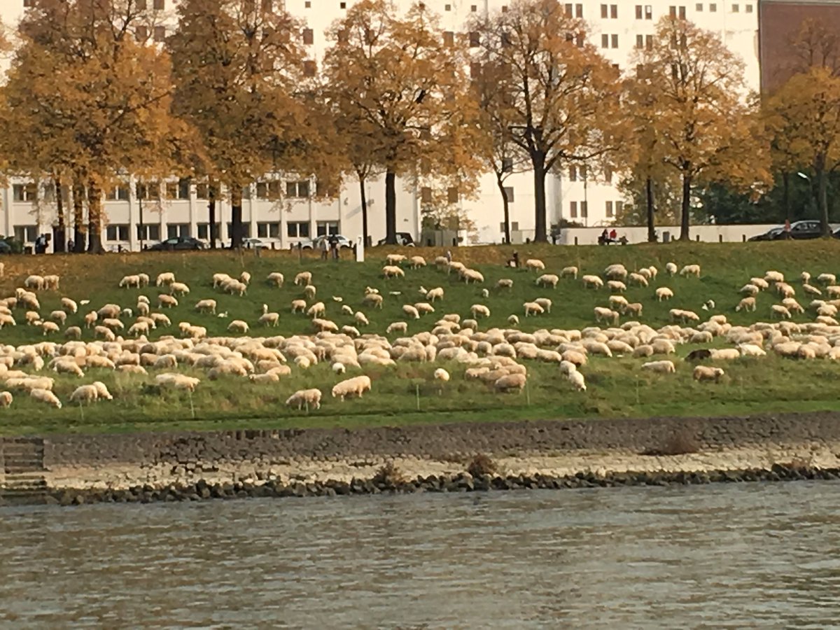 derfessl's tweet photo. Warum sind da Schafe mitten in Köln? 🤣 #Schafe #Köln https://t.co/BRaXT0JQLH