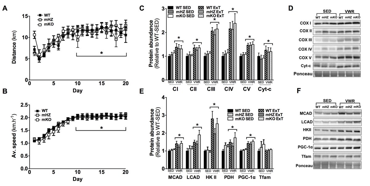 MolMetab's tweet photo. Loss of #GCN5 doesn't promote #metabolic remodeling in #mouse #skeletalmuscle
#mitochondria #SIRT1 #PGC1alpha https://t.co/EjVTlQ6npe https://t.co/qjt4bTYKfb