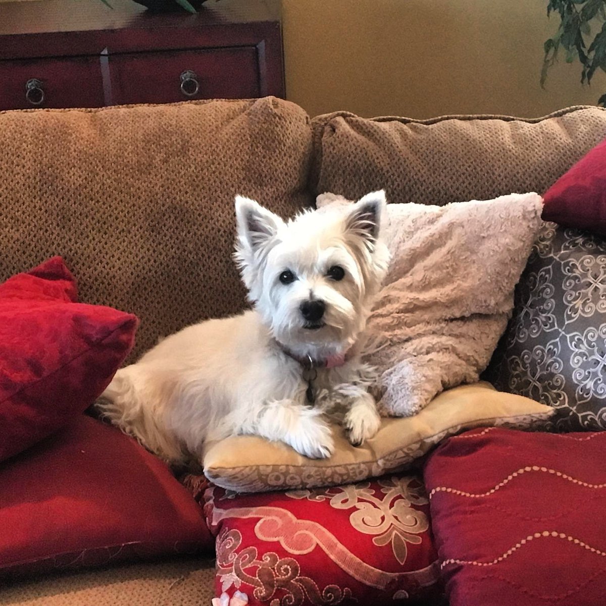 revdeci's tweet photo. #gorgeousgirl
#Sheba
#sweetgirl
#puppylove
#westie
#westhighlandwhiteterrier https://t.co/qItSTPUX2v