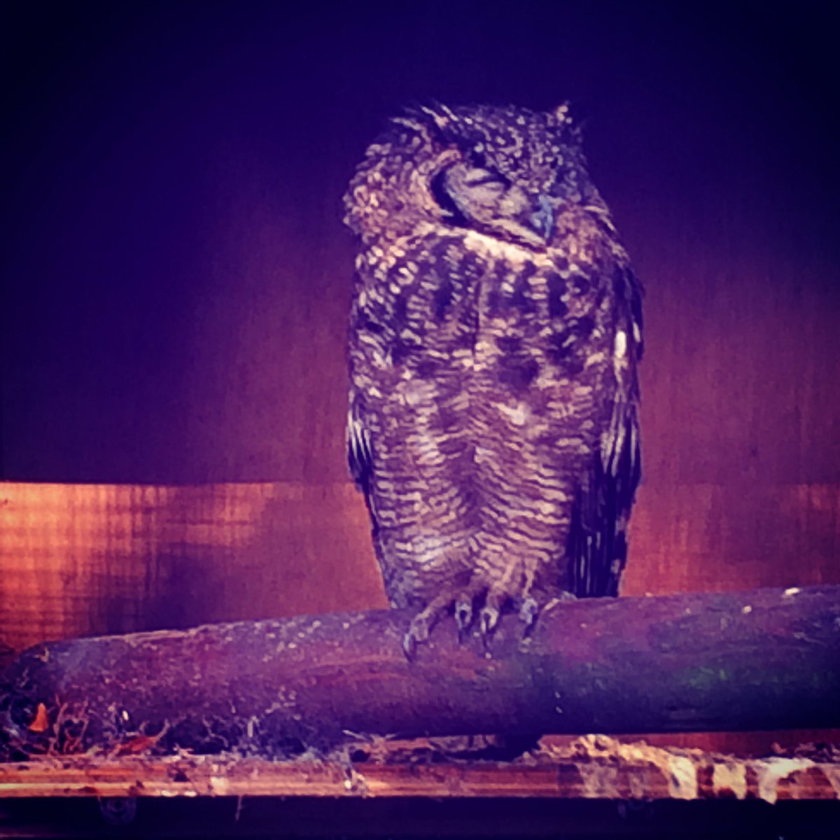 DreamWorkTravel's tweet photo. #amazing #owl in #clondalkin #southdublin #Dublin @VisitDublin #afterophelia https://t.co/ToyMWuMrH2