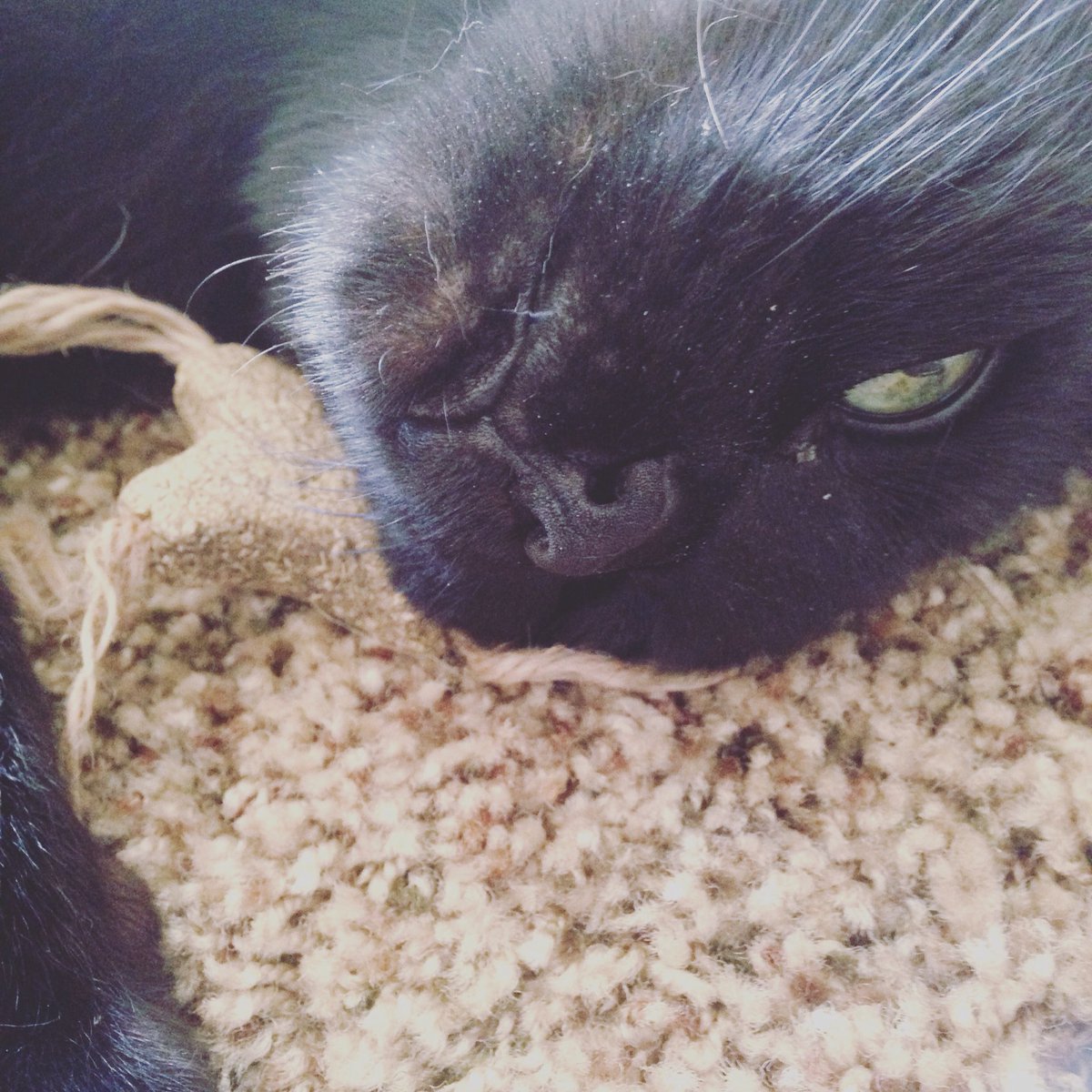 LauderYohan's tweet photo. He loves his catnip! #BlackCat #CatnipCat #ILoveCats #GreenEyes https://t.co/MDH7JYXxHK
