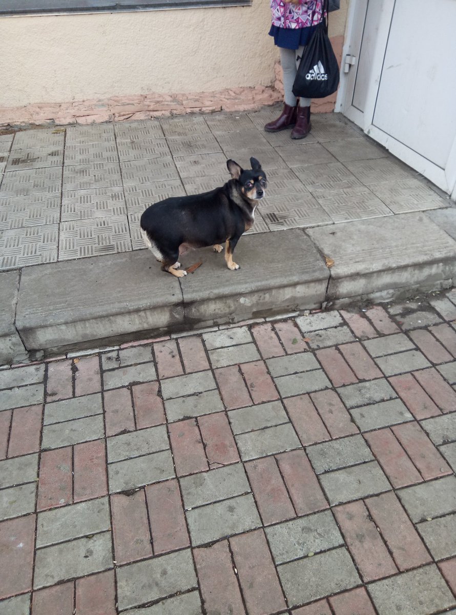 B6vOn's tweet photo. *предложил другу еды*
-чивапчичи? https://t.co/S19uojLvBP