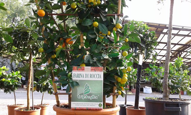 triphylla's tweet photo. DOVE TROVI @triphylla ?
Se ci stai cercando a MILANO ci trovi nello splendido garden dei #GiardiniGalbiati -> https://t.co/WHHoBOpRkv https://t.co/geTjaKuUPf