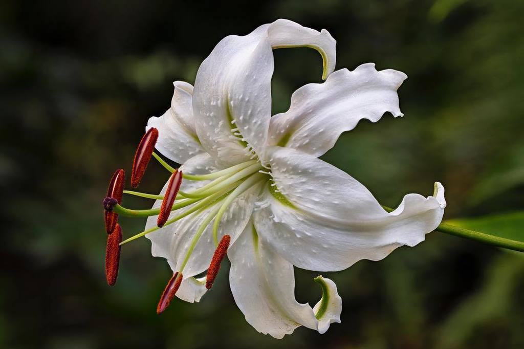 Aberglasney's tweet photo. Lilium speciosum Album growing in Bishop Rudd's Walk, captured by Nigel McCall #lily #lilies #linium #liliumspecio… https://t.co/TprCeH9KxM https://t.co/3ii1YcRs3F