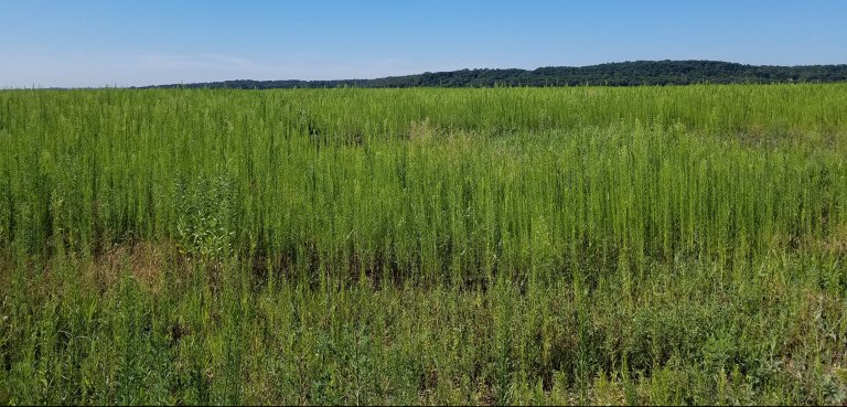 The importance of maintaining tallgrass prairies blog post has been uploaded! #sustainableRIVER #REU #prairie
tinyurl.com/diverseprairie