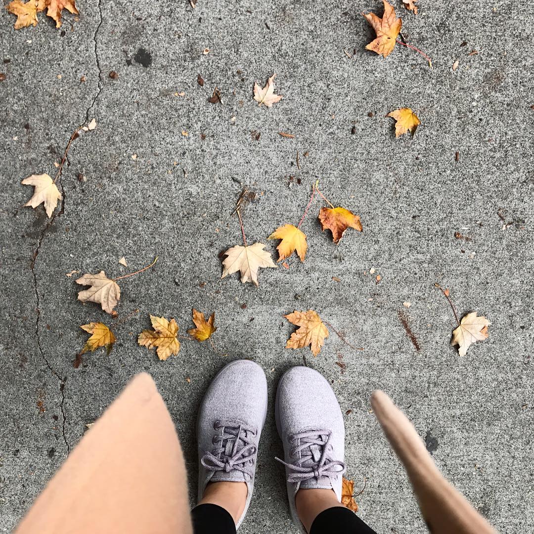 allbirds kotare lavender