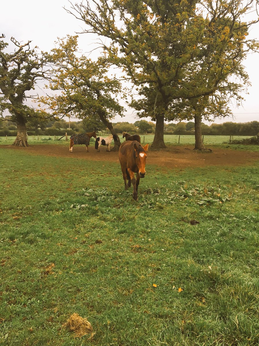 JoannaHolland80's tweet photo. How to get out of being ridden?π€ just behave like a pig and roll in mud π why haven't I rugged her π’ #welldoneSummer #wetmud #mudmonster https://t.co/N4xbfCak8h