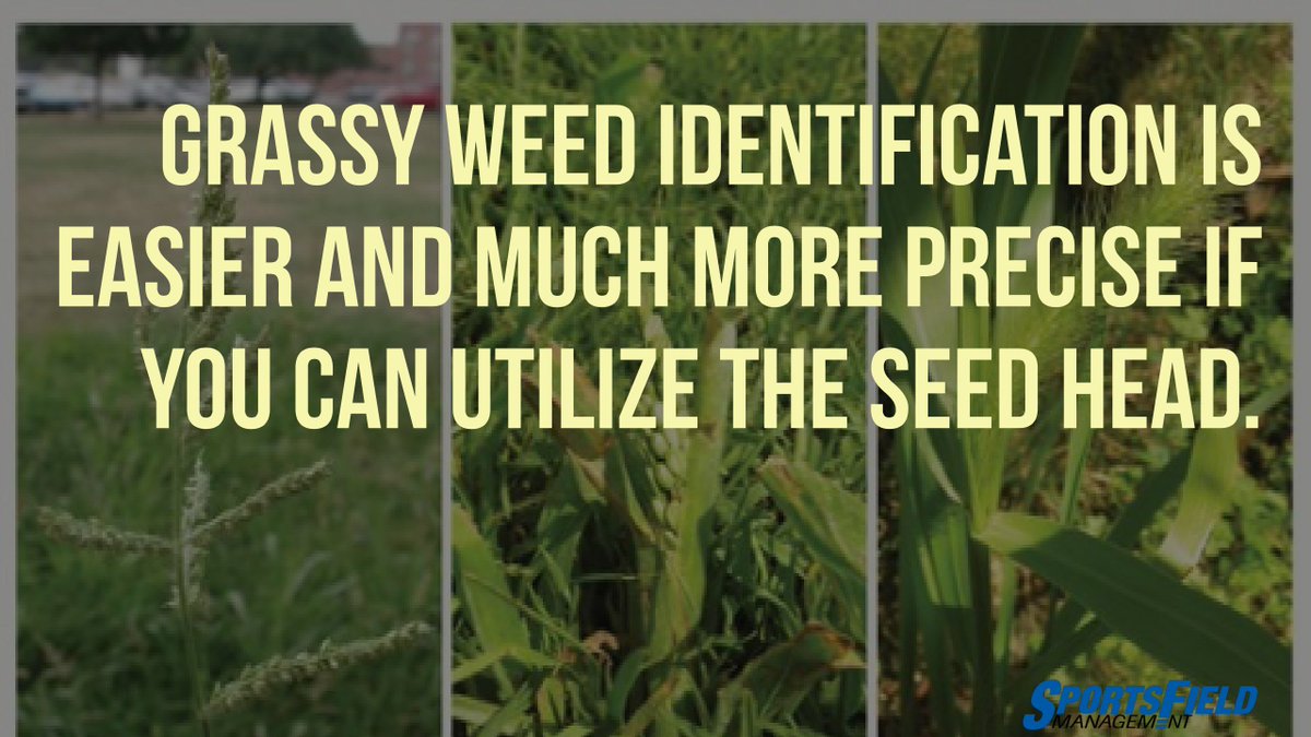 SFM_Magazine's tweet image. #TurfHealthTuesday #SportsTurf