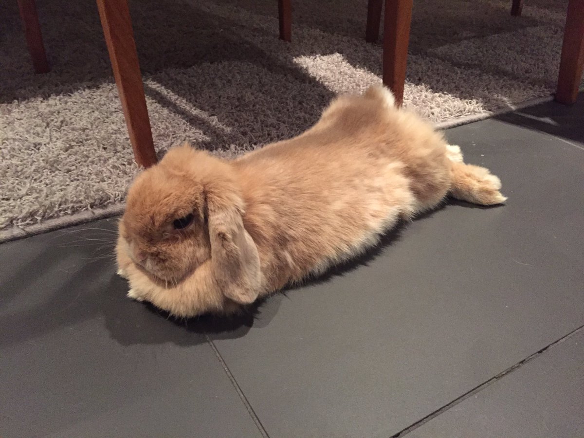 Smarty_Rabbit's tweet photo. This evening I am being flat. Like a pancake. #SmartyRabbit https://t.co/f03DQH2Szc