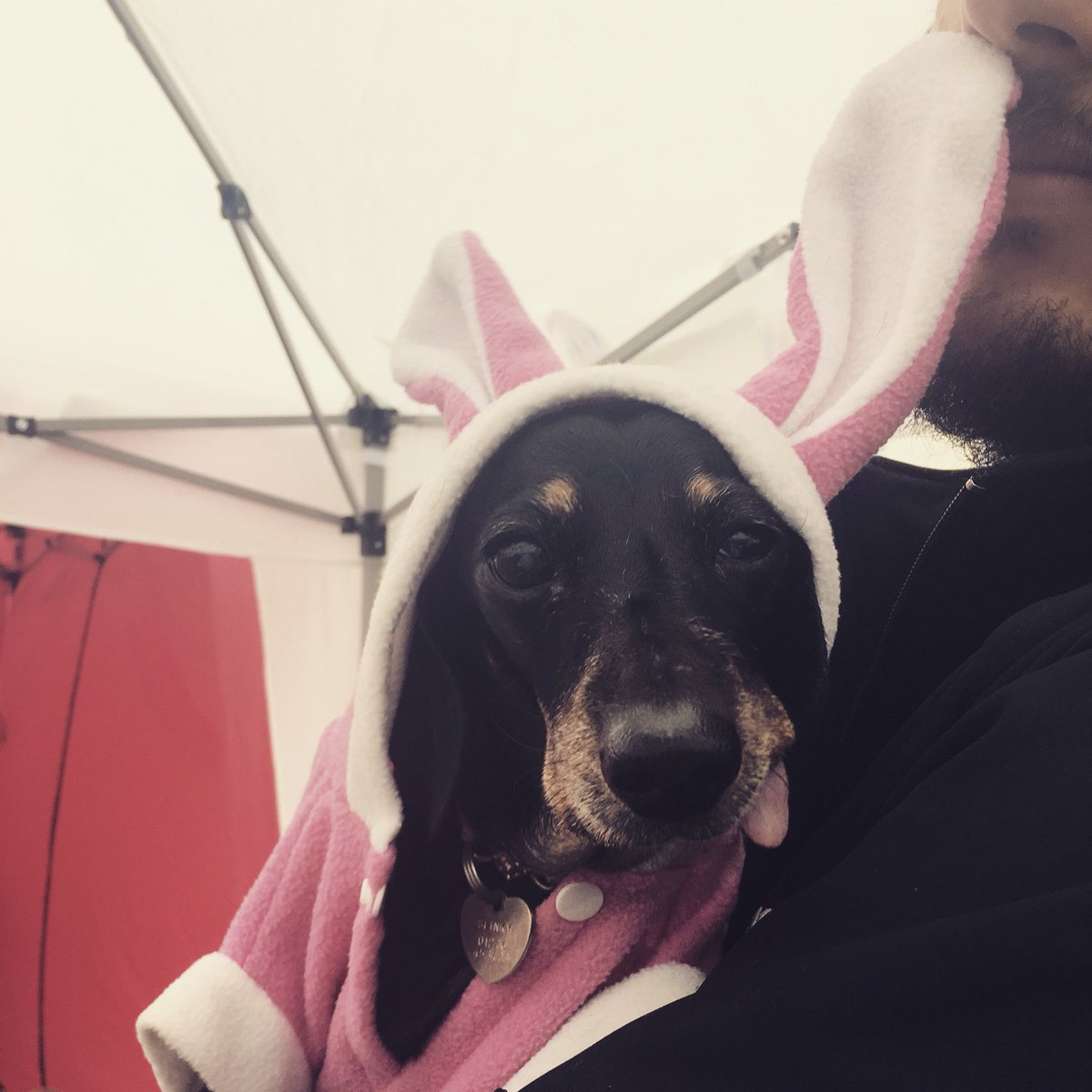 LoveFromBetty's tweet photo. slinkygrumpyoldladydachshund was not impressed I put her bunny coat on 🐾😂🐾 #dachshund #dachshundlife #dachshundsofinsta #dachshundsofinstagram #dachshundsarethebest #featuremydoxie #dogsofinstagram #dogsofinsta #dog #pooch #caninecompanion #imnotabunny #notimpressed https://t.co/okffFBSWVb