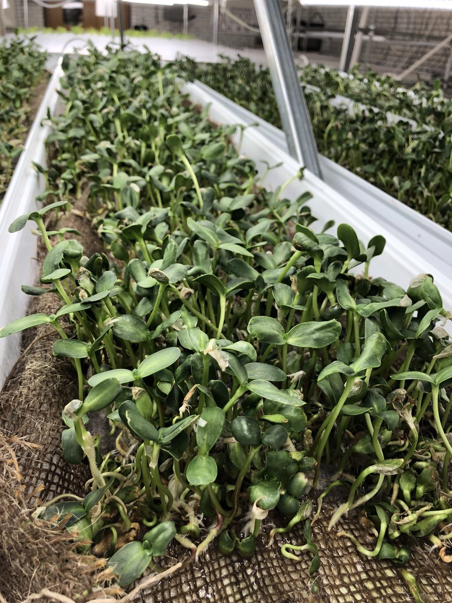 #harvesttime #sunflowersprouts #healthygreens @CarlSchurzHS @CPSuccessCHI