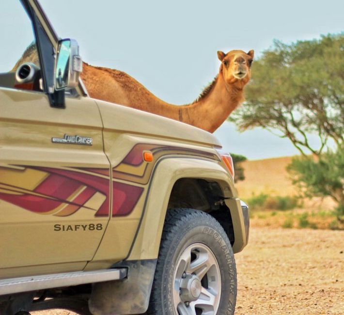 جمّل الله حال رجلٍ يجمّل لــه رجال
لا وقف للعلم سده  وشـــرف عزوته

وقبح الله فعل رجلٍ عن السفرات مال
لا هقابه راعي الطيب ضيع  هقـوته⭐️