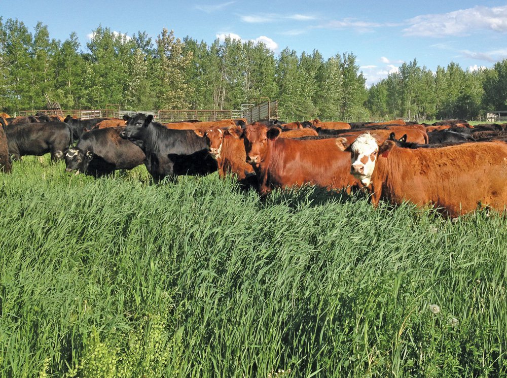 CanCattlemen's tweet photo. Our most-read story overnight: The economics behind bale grazing. https://t.co/rMB4O0hN0m #cattle https://t.co/wlAFrdTblD