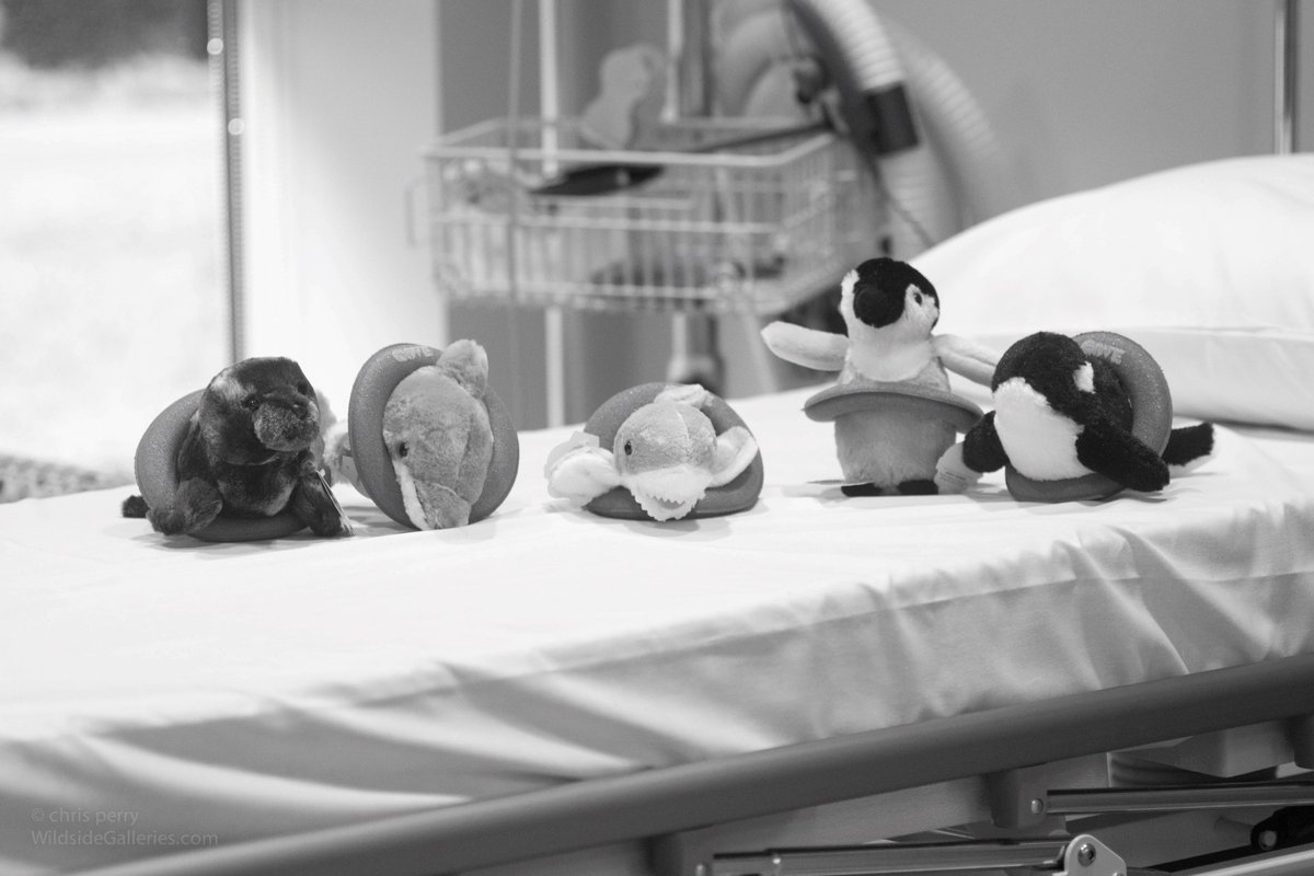 SherylLewinMD's tweet photo. Thanks @TiffanyWWilke for challenge. 7 b&amp;w photos of my life. No people. No explanation. Challenge someone new each day @SurgeryCove Day 5 https://t.co/VqM96i1VuY