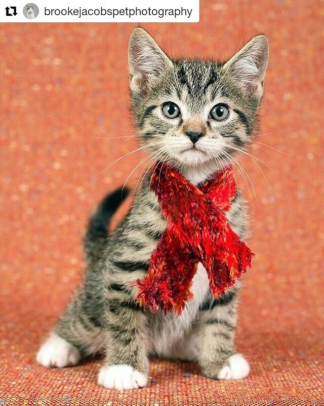 adrianarosadea3's tweet photo. Aquilo que damos MAIOR atenção se torna nossa prioridade. . . 😇 #latemia #cutecat #gatosfofos #gatto #meow #catsface #cat #bestcats https://t.co/gC6rMELDgj