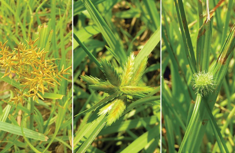 SFM_Magazine's tweet image. Broadleaf &amp;amp; grassy weed control strategies for turfgrass. #TurfHealthTuesday #SportsTurf ow.ly/P7IQ30fLRy4