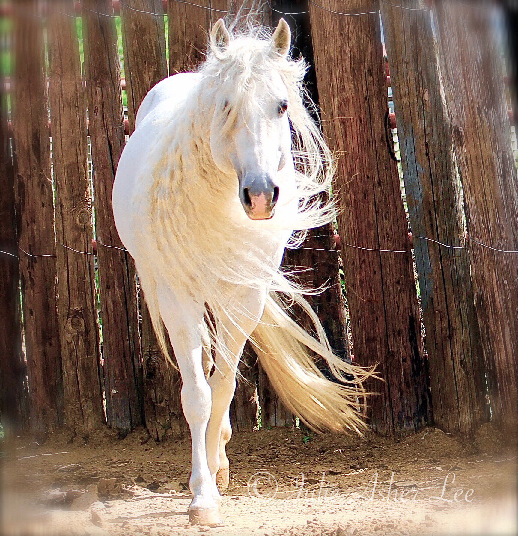 Julie Asher Lee on Twitter "Dreamy equineart horse equestrian