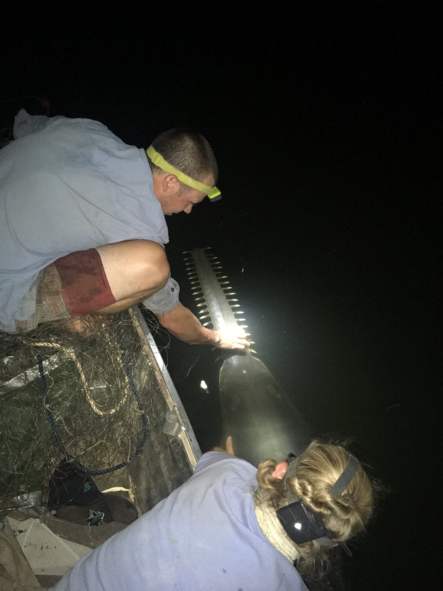 Adrian Gleiss (@adriangleiss) on Twitter photo My, what great big teeth you have #thisisnotmygrandmother #raysfordays #SawfishCentral <a href="/FishyBehaviour/">Evan E. Byrnes</a> My, what great big teeth you have #thisisnotmygrandmother #raysfordays #SawfishCentral <a href="/FishyBehaviour/">Evan E. Byrnes</a>