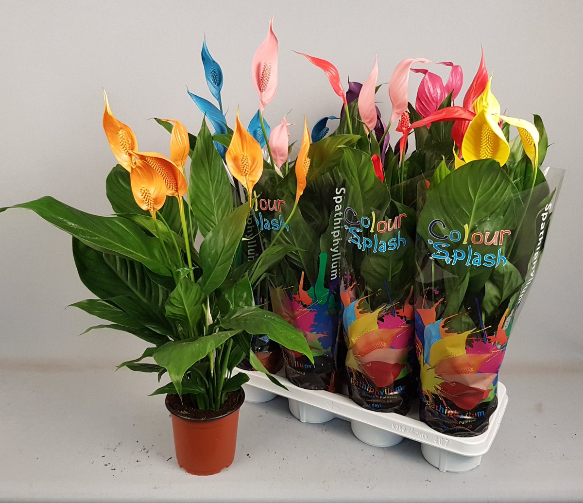 luchtzuiverende's tweet photo. Morgen op de klok in #Naaldwijk en #Aalsmeer de #Spathiphyllum #ColourSplash. Gemixt met 7 kleuren per tray. Nu al tekoop via #FloraMondo https://t.co/nvHqoAjApE